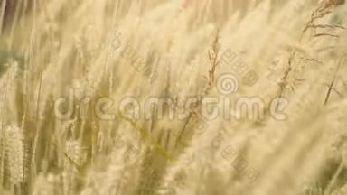 干枯的羽毛草在阳光的照耀下，在夏日的晚霞中随风摆动.. 小的景深